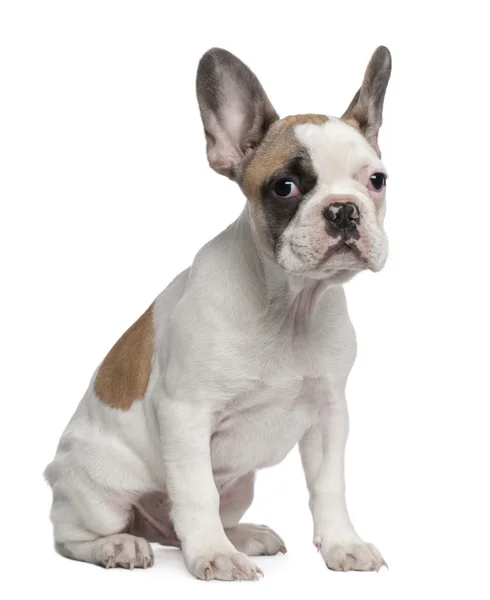 Fransız bulldog köpeği, 3 aylık, beyaz arka planda duruyor. — Stok fotoğraf