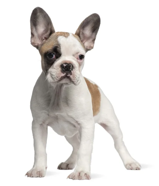 Fransız bulldog köpeği, 3 aylık, beyaz arka planda duruyor. — Stok fotoğraf