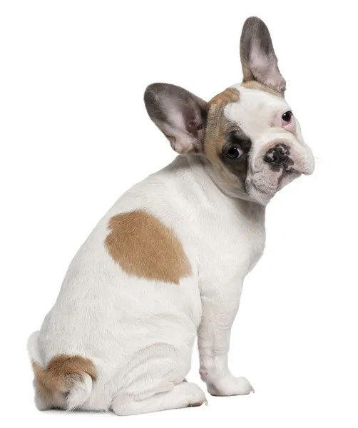 Franse bulldog puppy, 3 maanden oud, voor witte achtergrond — Stockfoto
