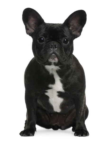 Bulldog francés, 12 meses, sentado frente al fondo blanco —  Fotos de Stock