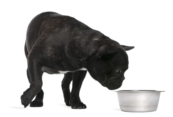 French Bulldog, 12 months old, sniffing a bowl in front of white background — Stock Photo, Image