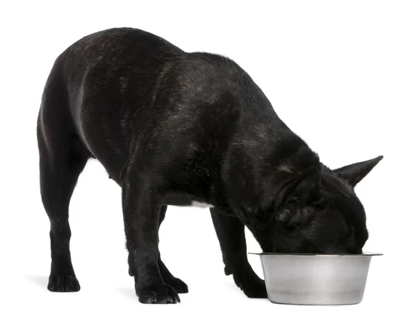 French Bulldog, 12 months old, sniffing a bowl in front of white background — Stock Photo, Image
