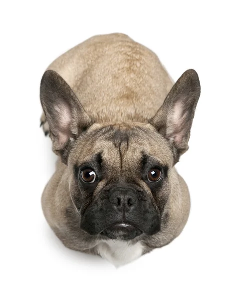 stock image French Bulldog puppy, 8 months old, standing in front of white background