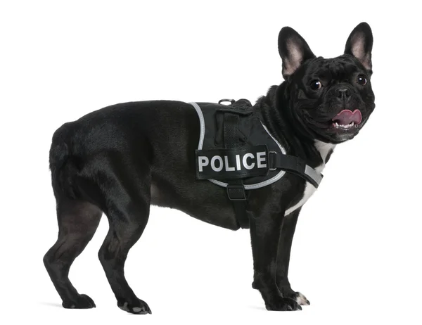 French Bulldog, 2 years old, wearing a police harness standing in front of white background — Stock Photo, Image