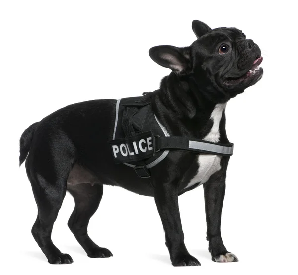 Bulldog francese, 2 anni, con un'imbracatura della polizia davanti a uno sfondo bianco — Foto Stock