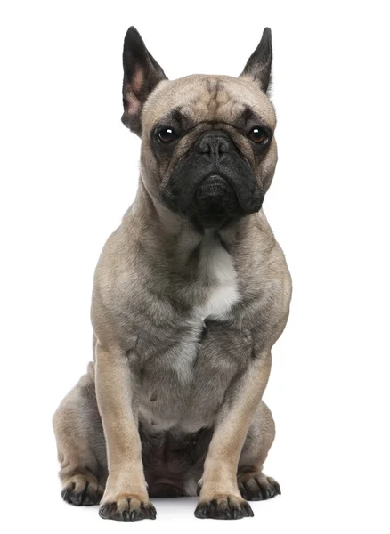 Bulldog francés, 12 meses, sentado frente al fondo blanco —  Fotos de Stock