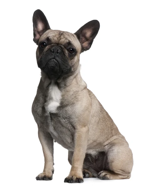 Bulldog francese, 12 mesi, seduto davanti allo sfondo bianco — Foto Stock