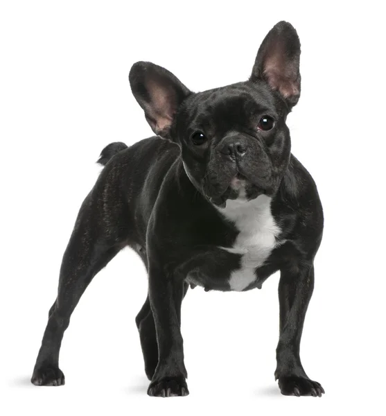 French Bulldog, 18 months old, standing in front of white background — Stock Photo, Image