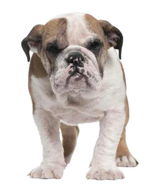 Cachorrinho de bulldog inglês, 4 meses, de pé em frente ao fundo branco — Fotografia de Stock