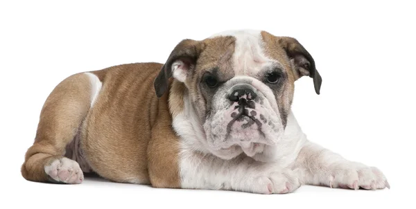Inglês Bulldog puppy, 4 meses, deitado na frente do fundo branco — Fotografia de Stock