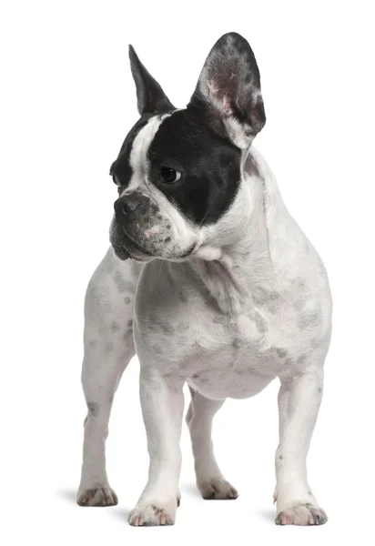 Franse bulldog, 2 jaar oud, staande voor de witte achtergrond — Stockfoto