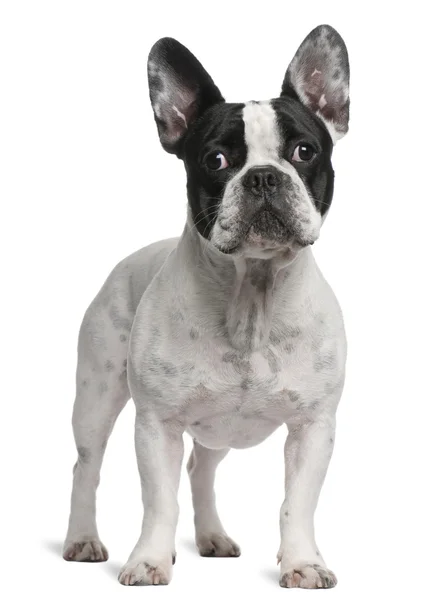 Francese Bulldog, 2 anni, in piedi di fronte a sfondo bianco — Foto Stock