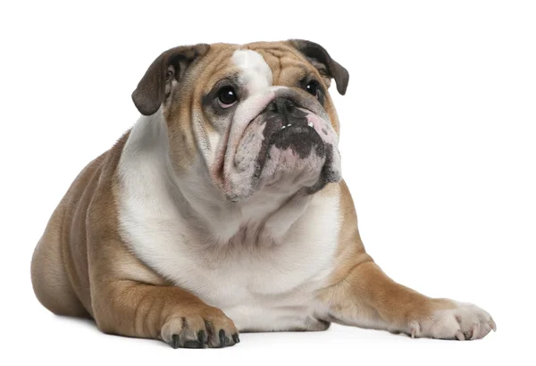 Inglés Bulldog cachorro, 10 meses de edad, acostado en frente de fondo blanco —  Fotos de Stock