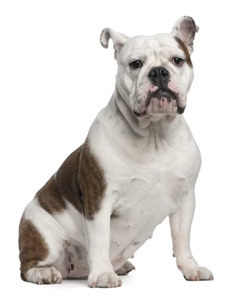 English Bulldog, 12 months old, sitting in front of white background — Stock Photo, Image