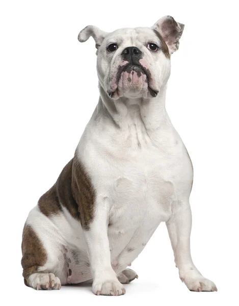 Bulldog inglese, 12 mesi, seduto davanti allo sfondo bianco — Foto Stock