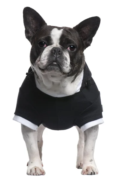 Bulldog francés, 4 años, vestido con top negro de pie delante de fondo blanco —  Fotos de Stock