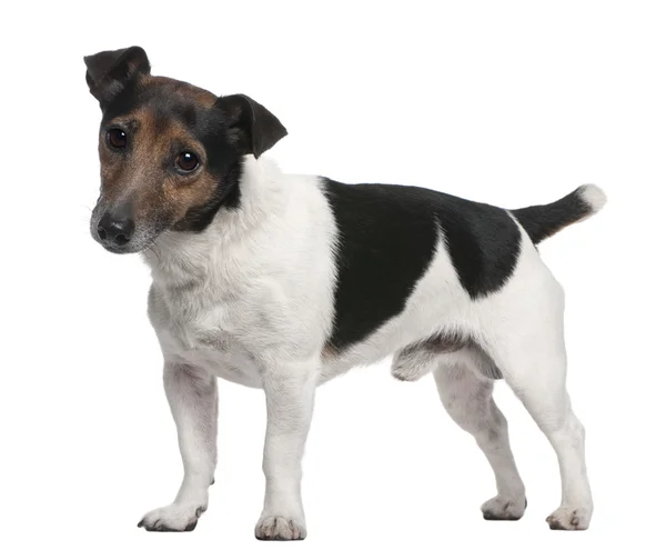 Jack Russell Terrier, 8 años, de pie frente al fondo blanco — Foto de Stock