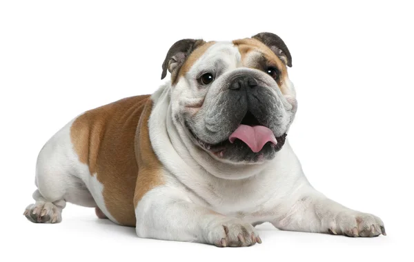 Bulldog Inglés, 3 años, acostado frente a fondo blanco —  Fotos de Stock