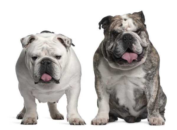English Bulldogs, 6 years old, standing and sitting in front of white background — Stock Photo, Image