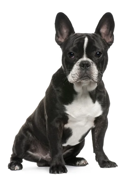 stock image French Bulldog puppy, 8 months old, sitting in front of white background