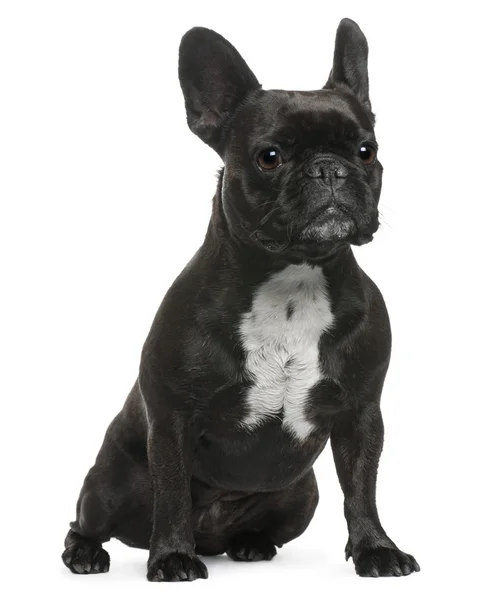 Bulldog francés, 8 meses, sentado frente al fondo blanco — Foto de Stock