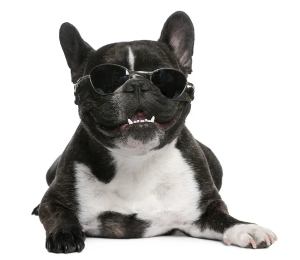 French Bulldog, 12 months old, sitting in front of white background — Stock Photo, Image