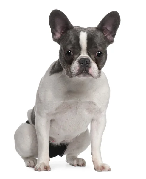 Cachorro Bulldog francés, 9 meses, sentado delante de fondo blanco —  Fotos de Stock
