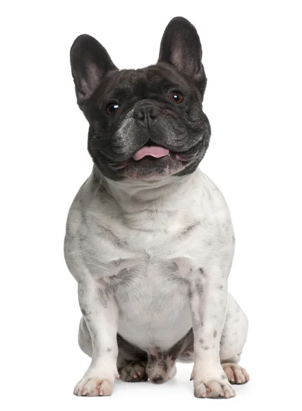 French Bulldog, 6 years old, sitting in front of white background — Stock Photo, Image