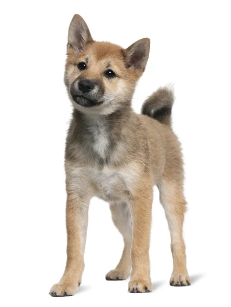 Shiba Inu puppy, 5 months old, standing in front of white background — Stock Photo, Image