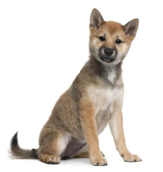 Shiba Inu puppy, 5 months old, standing in front of white background — Stock Photo, Image