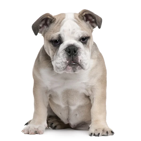 Inglés Bulldog cachorro, 5 meses de edad, sentado delante de fondo blanco —  Fotos de Stock