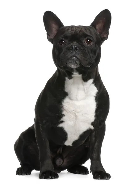 Bulldog francés, 18 meses de edad, acostado frente al fondo blanco —  Fotos de Stock