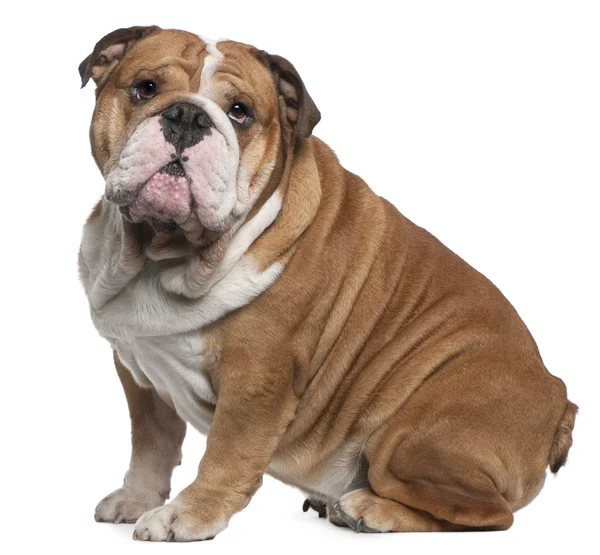 Engels bulldog, 6 jaar oud, zit op witte achtergrond — Stockfoto
