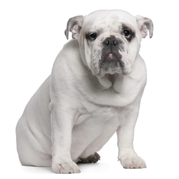 Inglês Bulldog puppy, 7 meses, sentado na frente do fundo branco — Fotografia de Stock