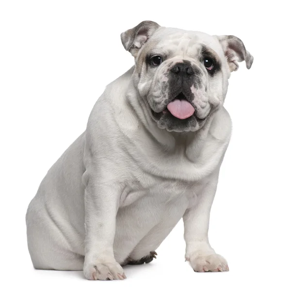 Inglês Bulldog puppy, 7 meses, sentado na frente do fundo branco — Fotografia de Stock