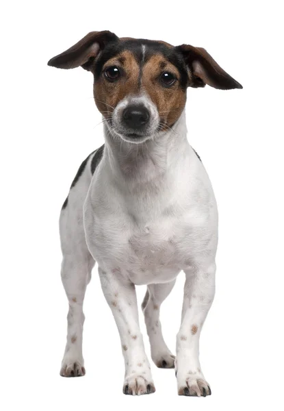 Jack Russell Terrier, 2 years old, standing in front of white background — Stock Photo, Image