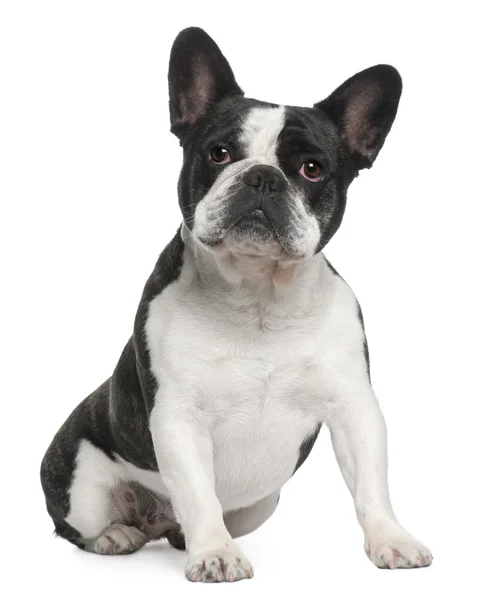 French Bulldog, 3 years old, sitting in front of white background — Stock Photo, Image