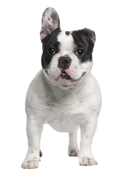 Französische Bulldogge, 3 Jahre alt, vor weißem Hintergrund sitzend — Stockfoto