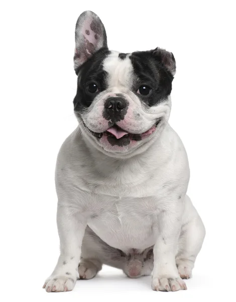 French Bulldog, 3 years old, sitting in front of white background — Stock Photo, Image