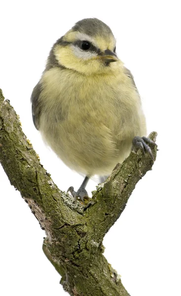 Young Blue Tit, Cyanistes caeruleus, 45 days old, perched in tree in front of white background — Stock Photo, Image