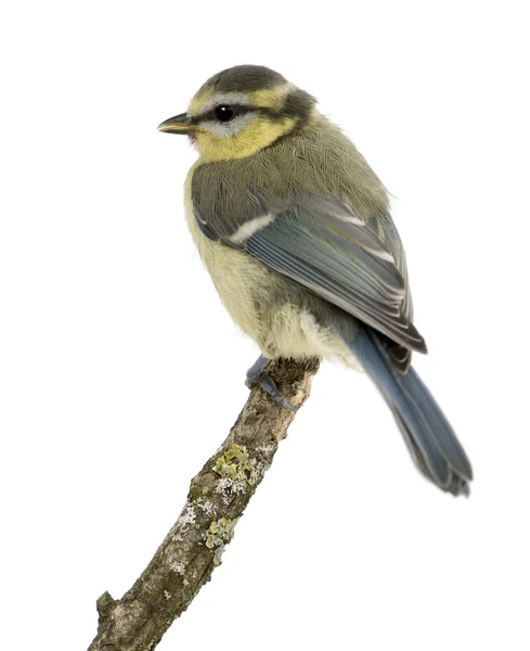 Young Blue Tit, Cyanistes caeruleus, 45 days old, perched in tree in front of white background — Stock Photo, Image