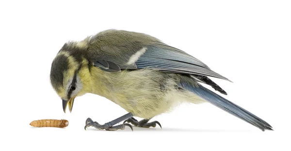 年轻的蓝雀，cyanistes 鸢 — 图库照片