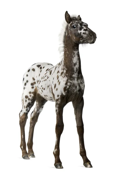 Kříženec hříbě mezi appaloosa a Fríský kůň — Stock fotografie