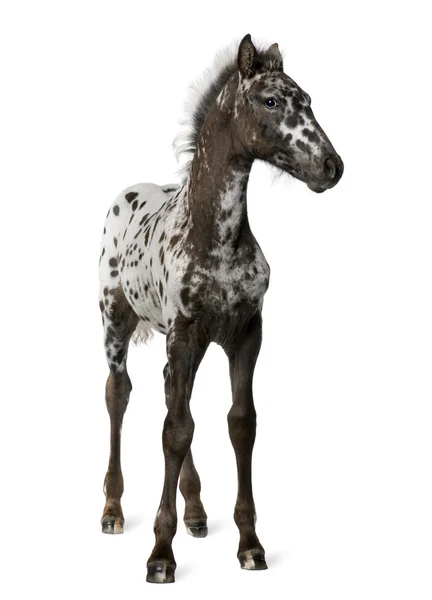 Mieszaniec źrebię między appaloosa i Koń fryzyjski — Zdjęcie stockowe