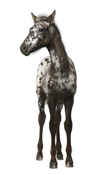 Mieszaniec źrebię między appaloosa i Koń fryzyjski — Zdjęcie stockowe