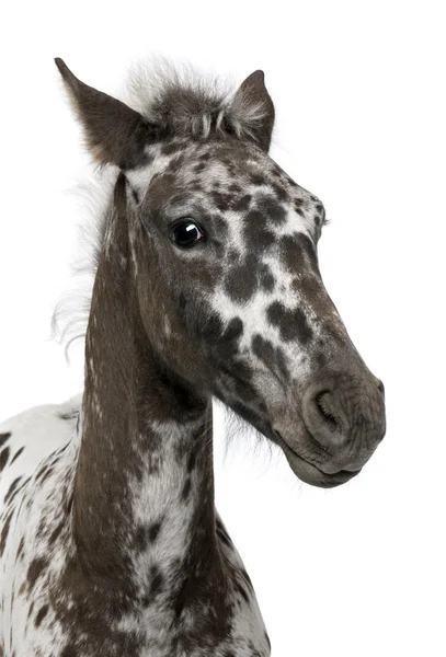 雑種、アパルーサとフリージアン馬と子馬 — ストック写真