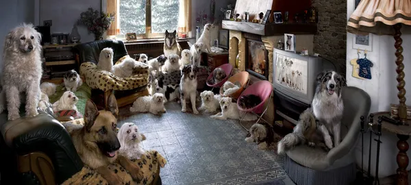 Retrato de 24 cães em uma sala de estar na frente de uma TV — Fotografia de Stock