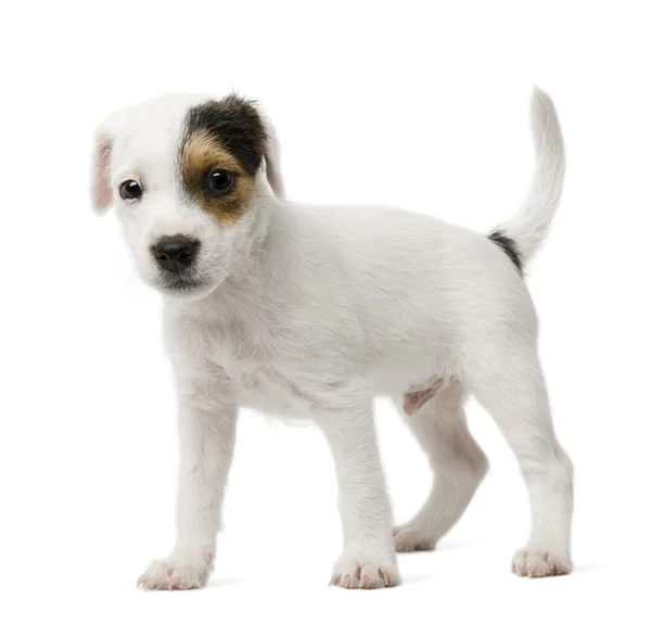 Parson Russell Terrier cachorro sentado na frente de fundo branco — Fotografia de Stock