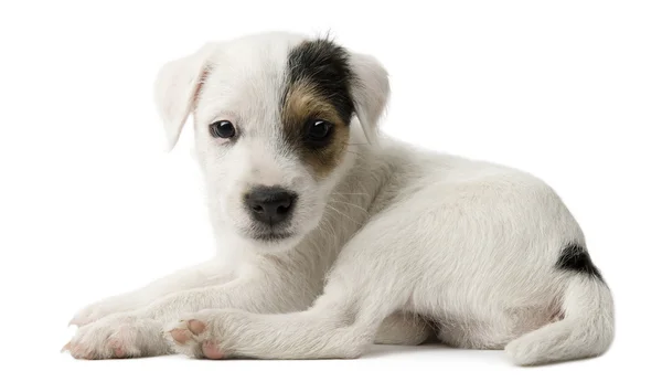 Parson Russell Terrier pentu istuu edessä valkoinen tausta — kuvapankkivalokuva