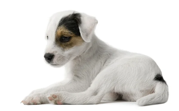 Parson Russell Terrier köpeği beyaz arka planda oturuyor. — Stok fotoğraf